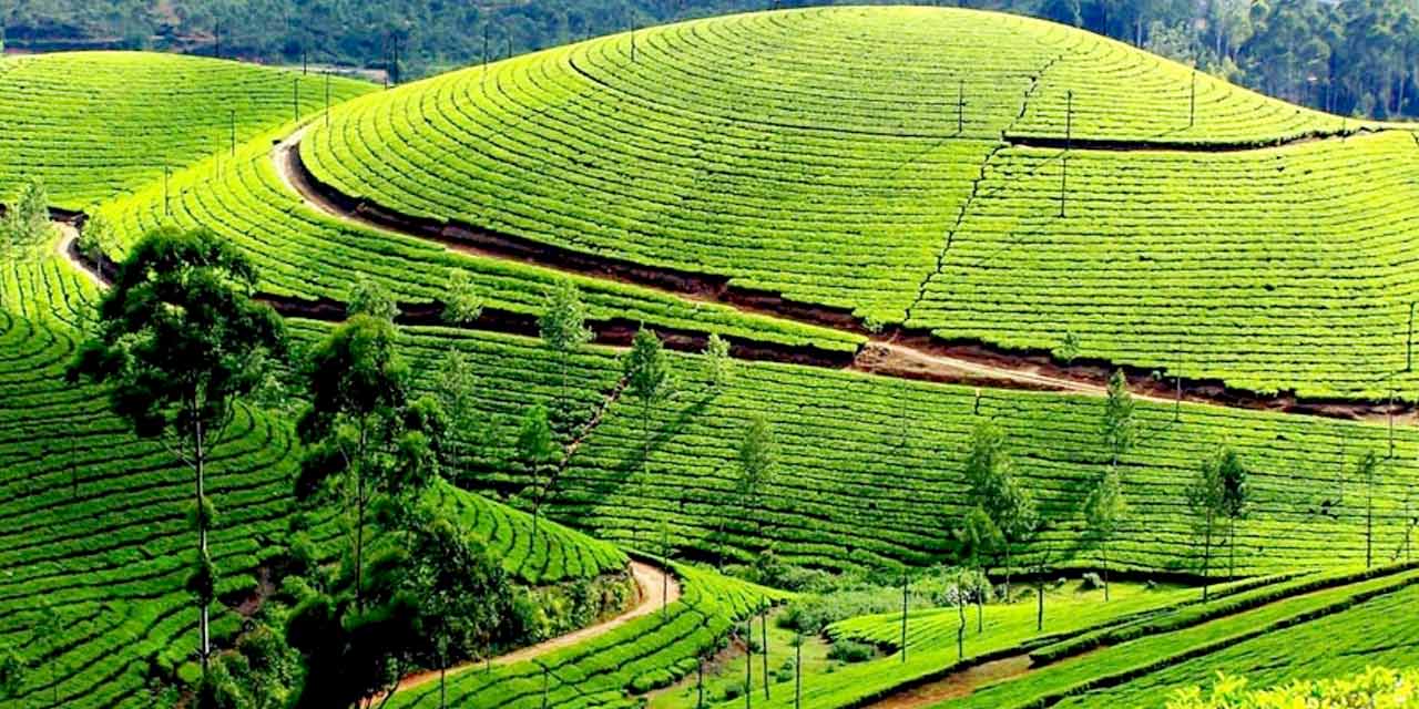 ooty tea estate images