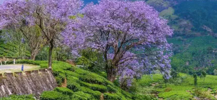 Bangalore to Munnar Trip Experience